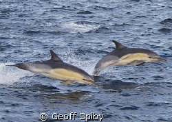 common dolphins by Geoff Spiby 